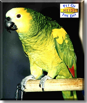 Heidi, the Pet of the Day