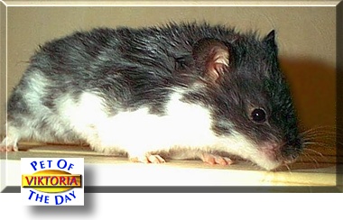 Viktoria, the Pet of the Day