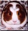 Elvis