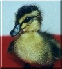 Donald