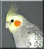 Comet
