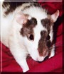 Casey