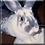 Roo