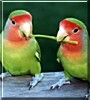 Peachy, Kiwi
