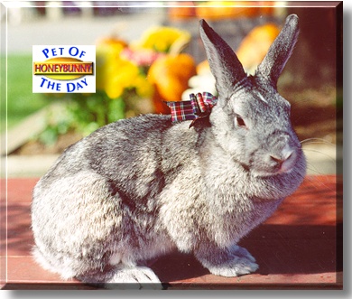 Honey Bunny, the Pet of the Day
