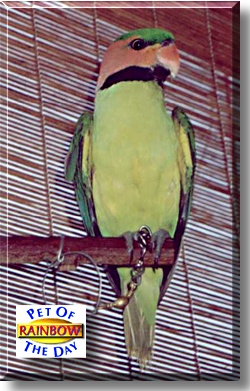 Rainbow, the Pet of the Day