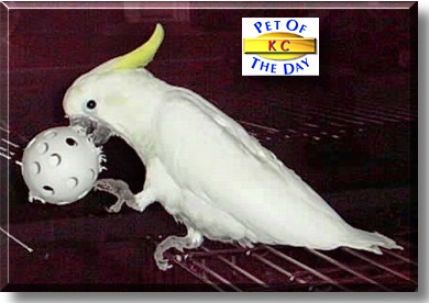 KC, the Pet of the Day