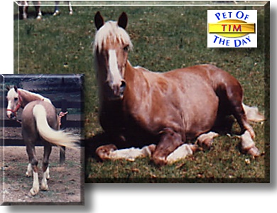 Tim, the Pet of the Day