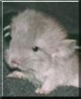 Minicuddles
