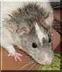 Barley