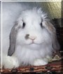 Marshmellow