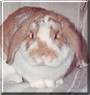 Jingles