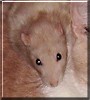 Squeek
