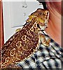 Spike