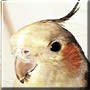 Petie