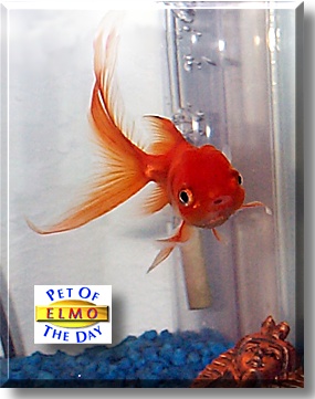 Elmo, the Pet of the Day