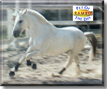 Rambo, the Pet of the Day