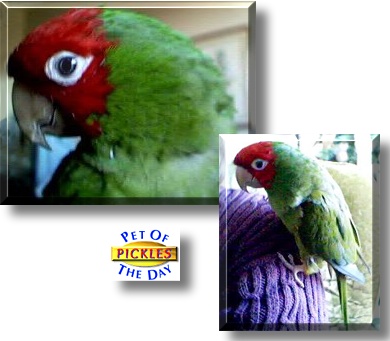 Pickles, the Pet of the Day