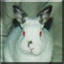 Little Bun