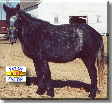 Blue, the Pet of the Day