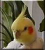 Zeppy