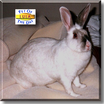 Lula, the Pet of the Day