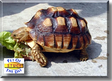 Stuci, the Pet of the Day