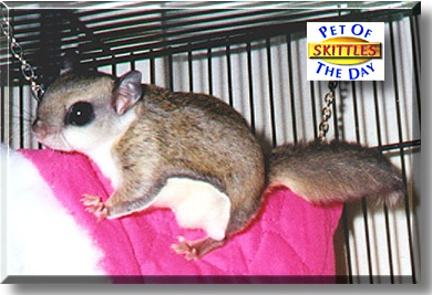 Skittles, the Pet of the Day