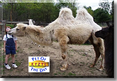 Kyzyl Al Tajik, the Pet of the Day