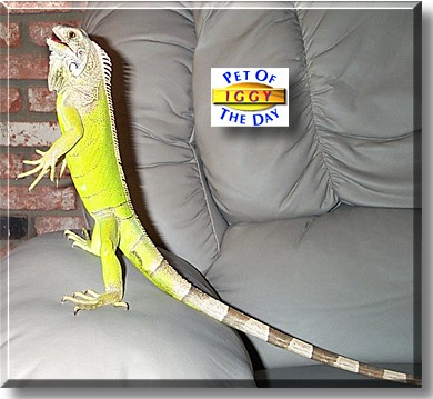 Iggy, the Pet of the Day