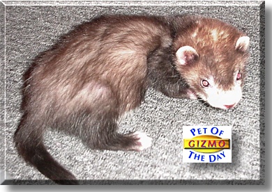 Gizmo, the Pet of the Day