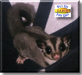 Sable, the Pet of the Day