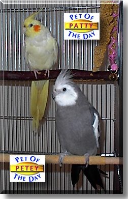 Petey and Patty, the Pet of the Day