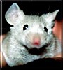 Miss Jingles