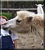 Kyzyl