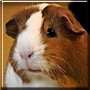 Penny