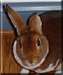 Ears