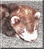 Gizmo