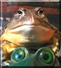 Webster