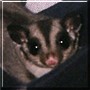 Sable