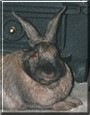 Bunny One
