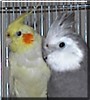 Petey, Patty