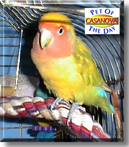 Casanova, the Pet of the Day