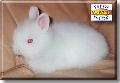 Ms. White, the Pet of the Day