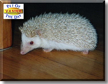 Vanna, the Pet of the Day