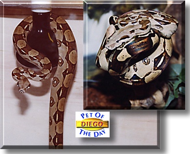 Diego Armando, the Pet of the Day