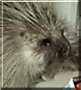 Spike