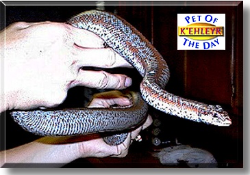 K'ehleyr, the Pet of the Day