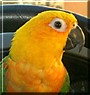 Pokey