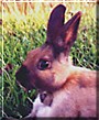 Bunzie